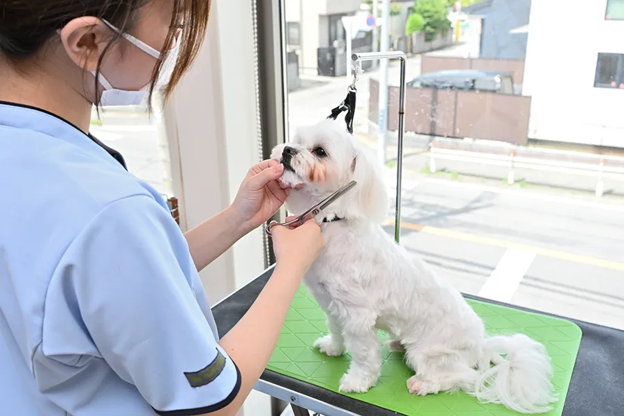 診察を受ける犬