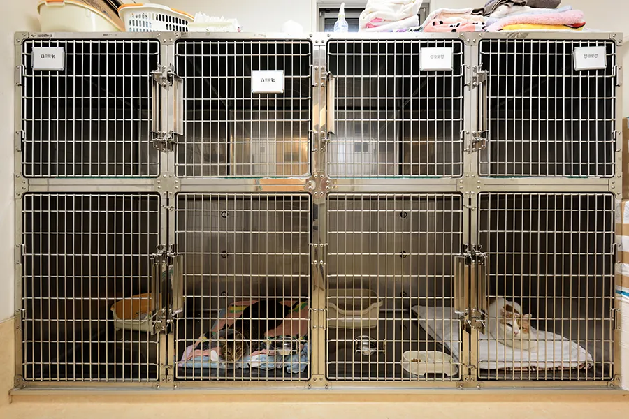 犬を診察する獣医師
