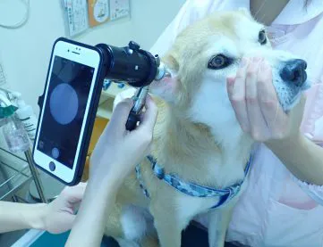 SMART SCOPEの診察の様子の写真