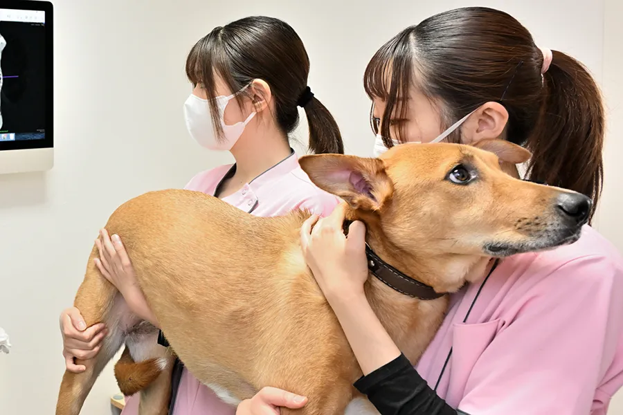 動物看護師の写真