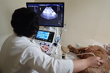 超音波検査の様子の写真