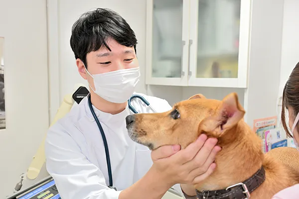 犬の写真
