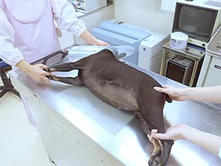 レントゲン検査の様子の写真
